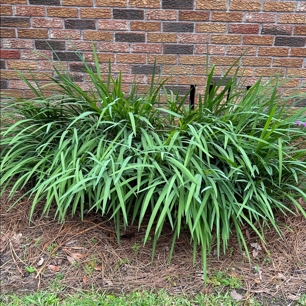 Crocosmia Flower Bulbs 50 - Picture 3 of 3